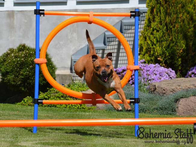 Výcvik psů agility, Praha východ, Říčany